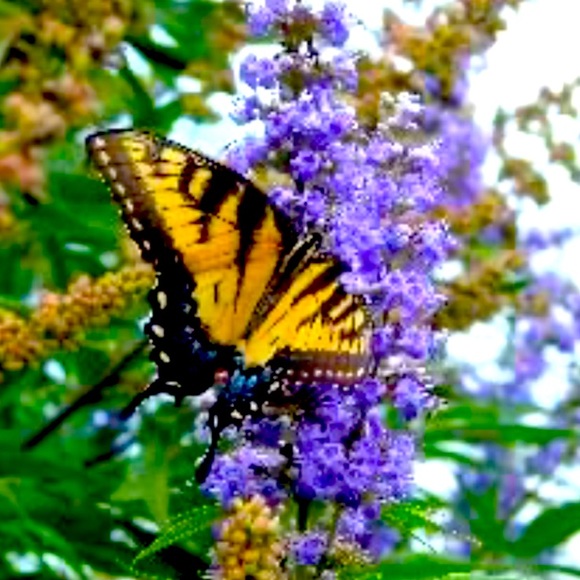 (1) 10-12 inch Texas Lilac tree sapling live plant - rooted - Picture 3 of 7
